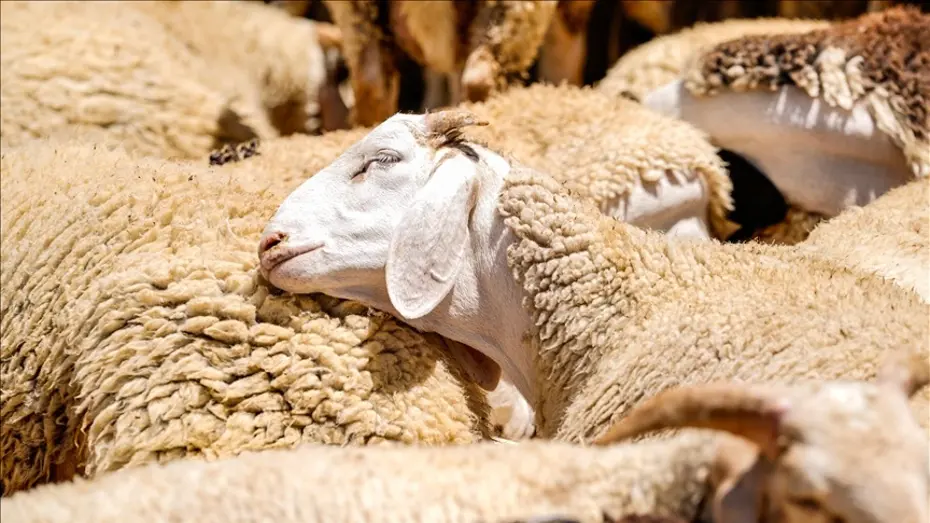 2026 Kurban Bayramı Tarihleri Belli Oldu: Tatil 9 Gün Mü Olacak?