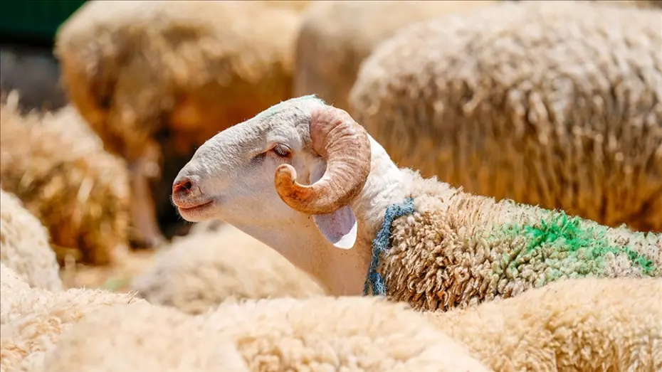 2026 Kurban Bayramı Tatili Takvimi: 9 Günlük Tatil Beklentisi ve Detaylar