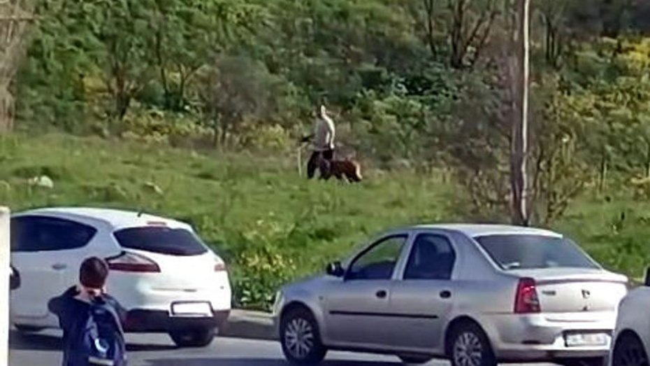 Avcılar'da Köpeğe Acımasız Şiddet: Sosyal Medyada Tepki Çığ Gibi