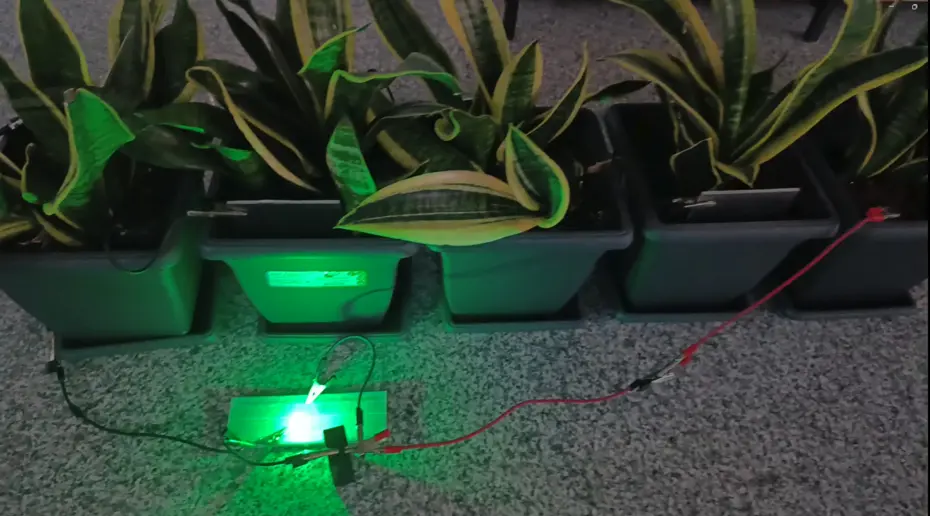 Bitkilerden Elektrik Üretimi: Bir Çocuğun Sorusuyla Başlayan Devrim