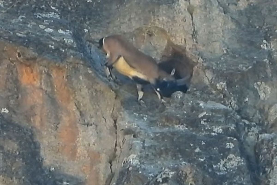 Dağ Keçisinin İnanılmaz Yeteneği: Dar Mağaraya Sığdı!