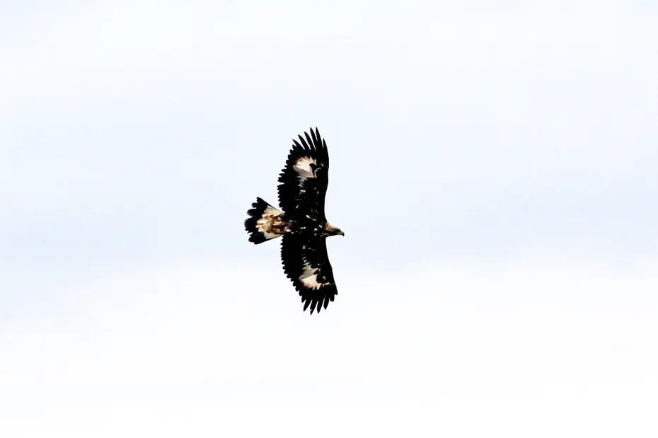 Doğanın Hız Tutkunu: Kaya Kartalı Iğdır'da Görüntülendi