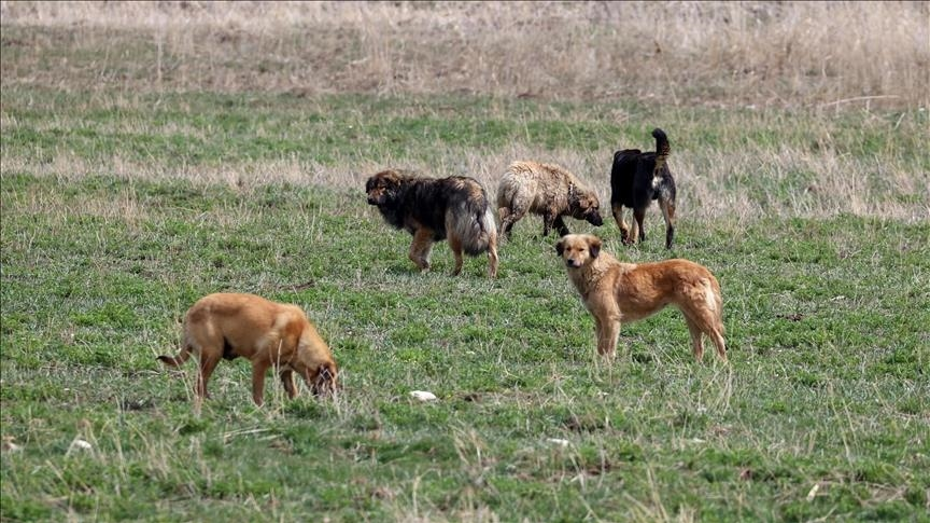 Kayseri'de Köpek Saldırısı Davasında Emsal Karar: 2 Milyon TL Tazminat
