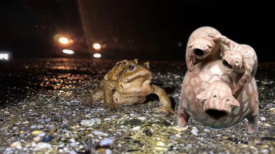 Kurbağaların 5 Bin Yıllık Göç Yolculuğu Başladı: Domaniç'te Doğanın Eşsiz Döngüsü