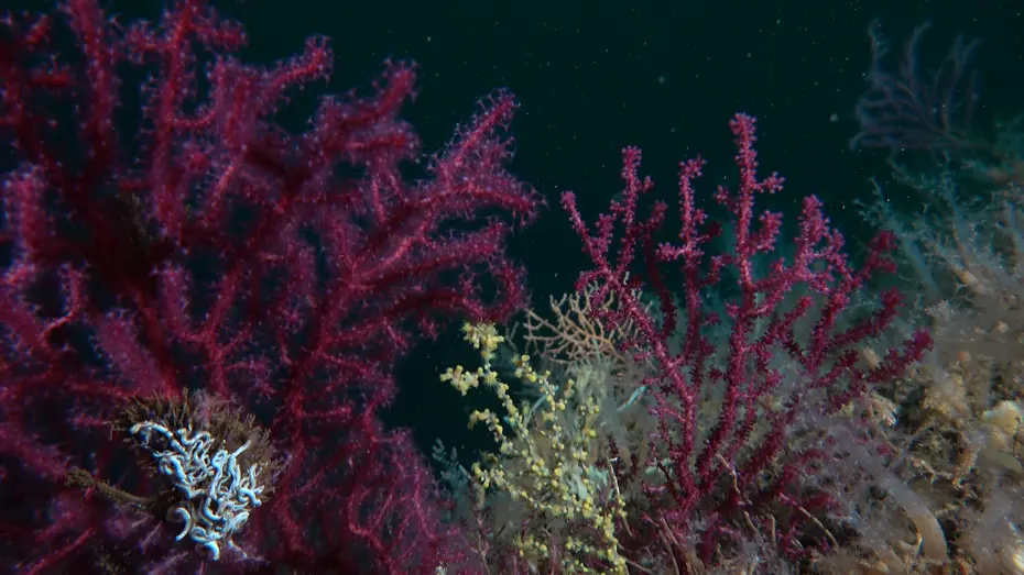 Marmara Denizinde Canlanma: Bakan Kurumdan Mercan Restorasyonu Hamlesi