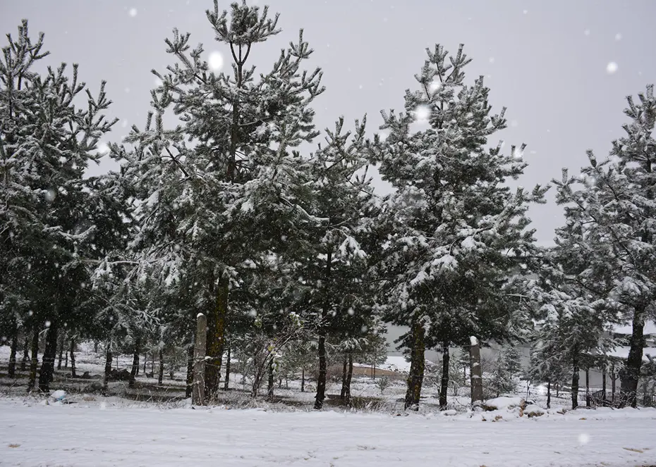 Nisan Ayında Sürpriz Kar Yağışı: Bahar Yerine Kış Geri Geldi