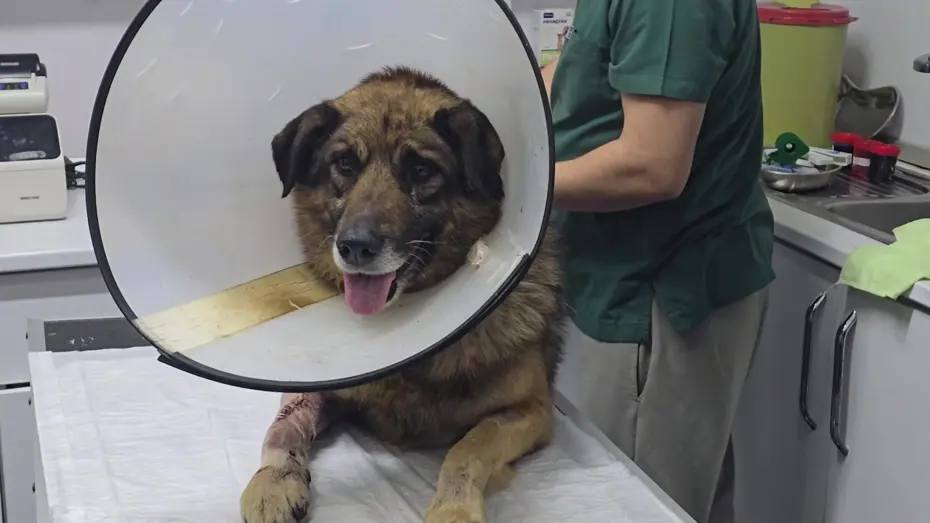 Silahlı Saldırıya Uğrayan Köpek Kurşun Mucizevi Şekilde Hayata Tutundu