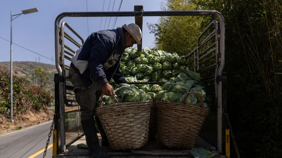 Tayland'da Büyük Operasyon: Lahanaların Altına Gizlenmiş Tonlarca Uyuşturucu Ele Geçirildi