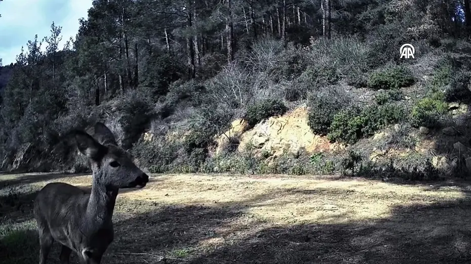 Tekirdağ Ganos Dağı'nda Nadir Görüntü: 3 Karaca Fotokapana Yakalandı